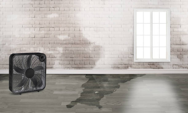 Fircrest, WA Water damage restoration Company